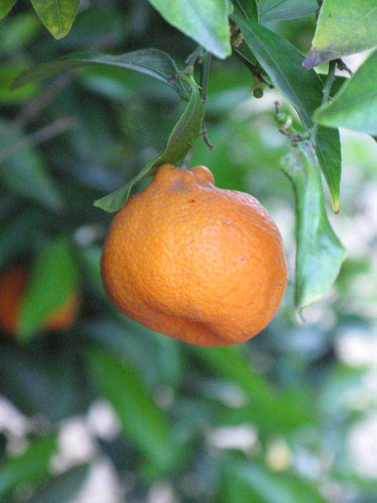              Fruit (Riverside, CA)       